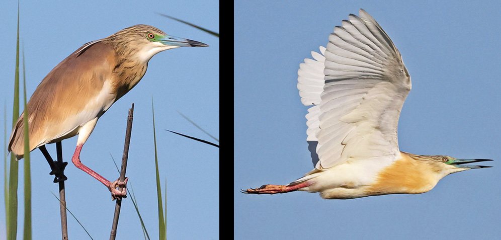 Squacco Heron